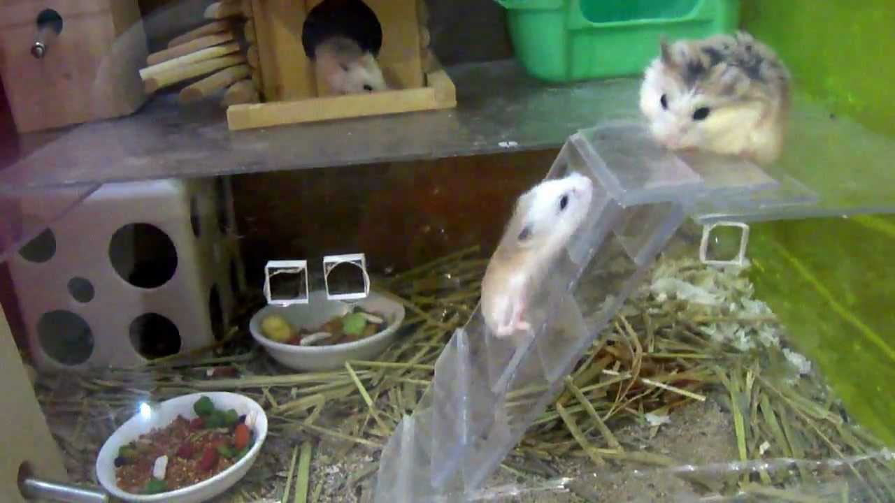 Lovely Hamster Roborovski
