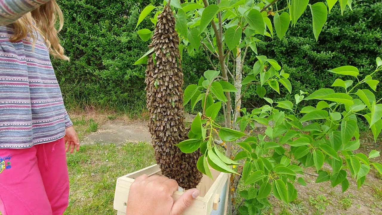 Einen Bienenschwarm fangen ist Kinderleicht