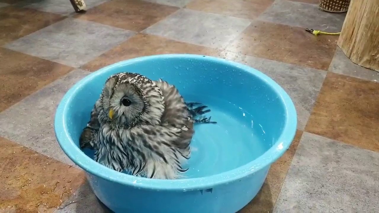 ★ふくろう水浴び★豪快な水浴びウラルフクロウ♪あうるぱーく フクロウカフェ池袋 (Tokyo owlcafe Owlpark))