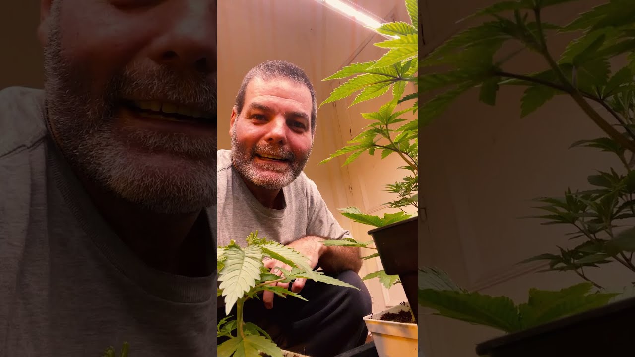 Transplantei nesse momento e fez o crescimento delas explodir!