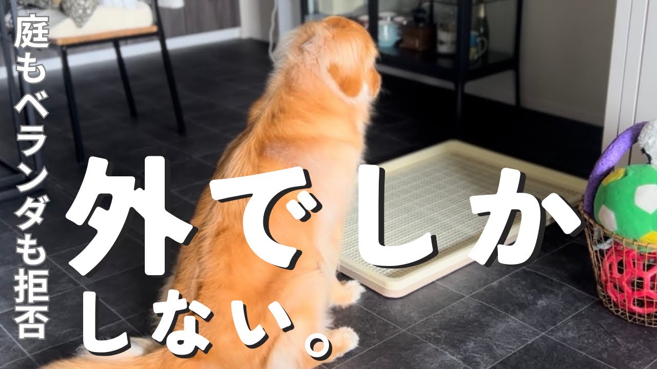 一生のお願い。お家でトイレしてください🙏🏻