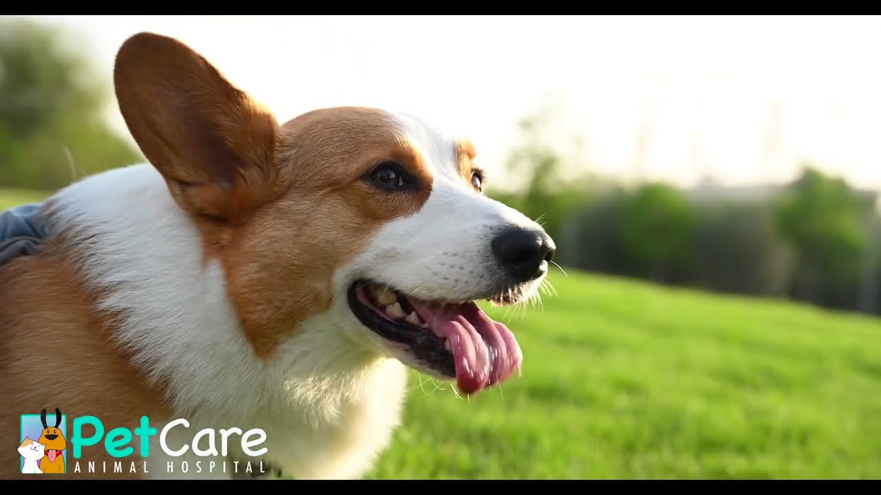 Summer Pet Care Survival Guide | Tips for Keeping Your Furry Friend Safe & Happy in the Heat