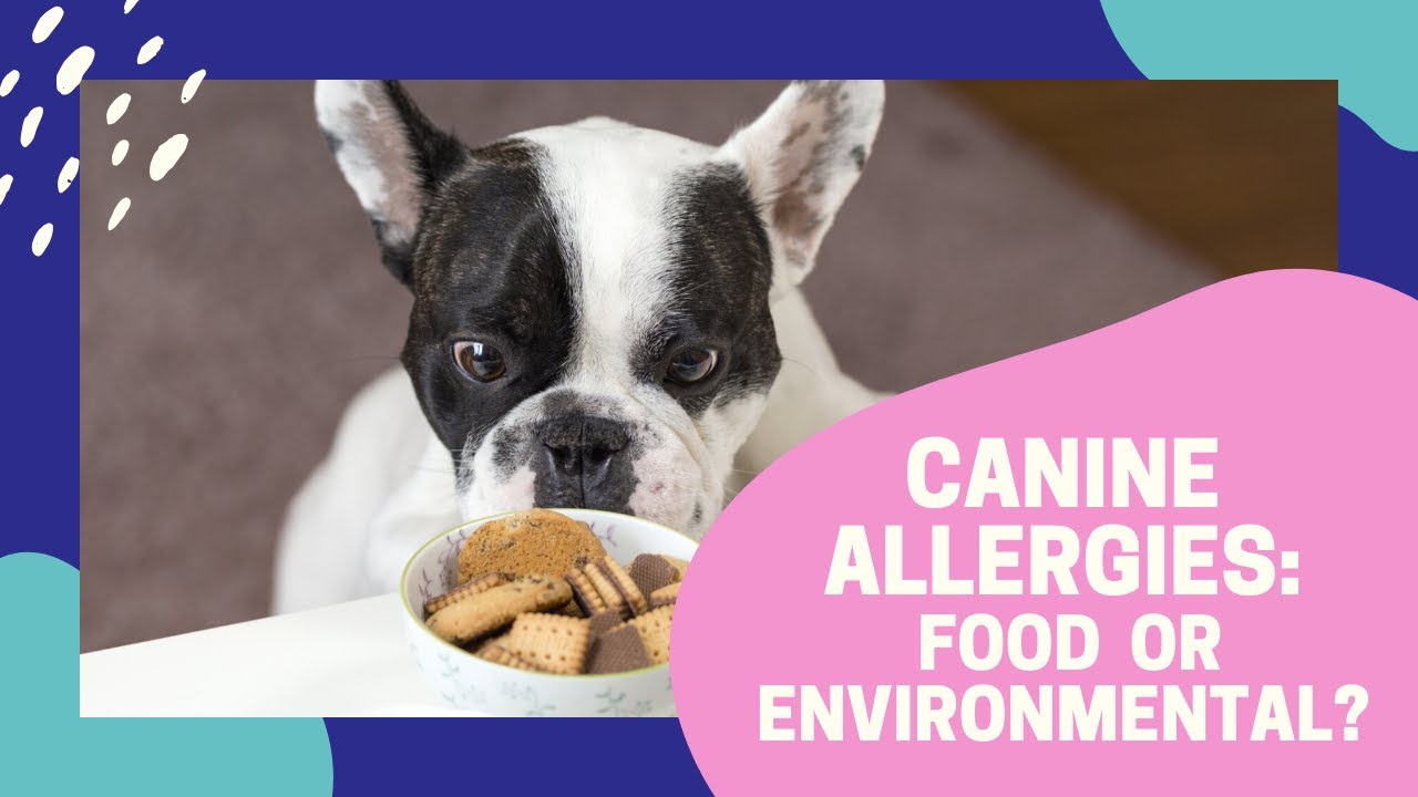 Canine Allergies: Food or Environmental?
