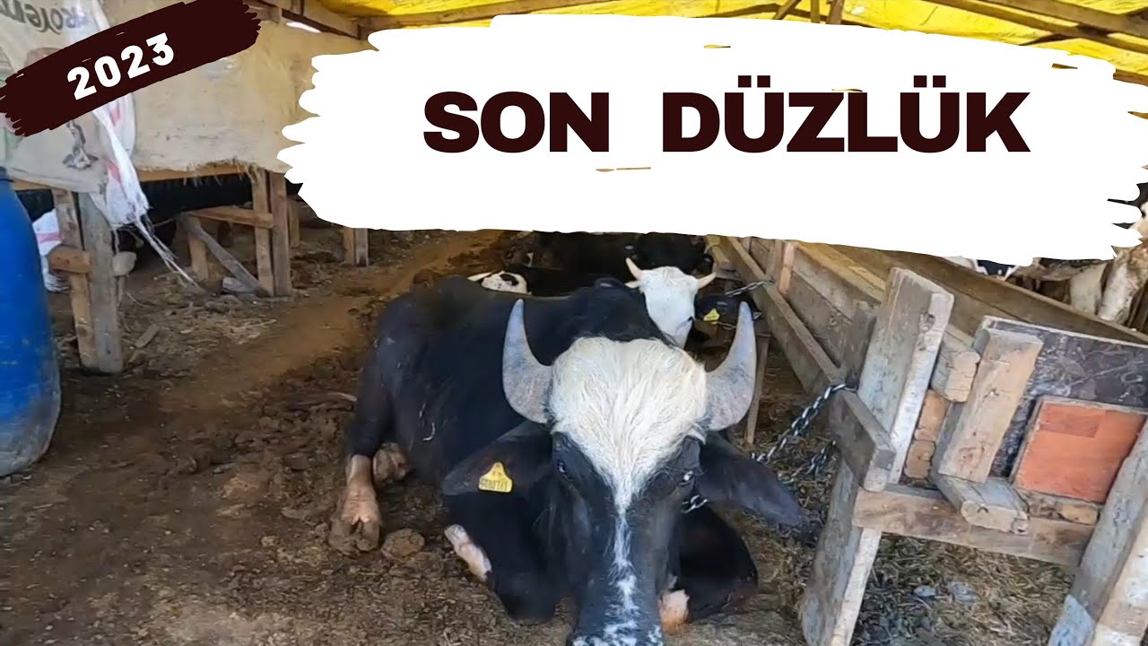 Son Düzlük | 2023 Kurbanlık Fiyatları