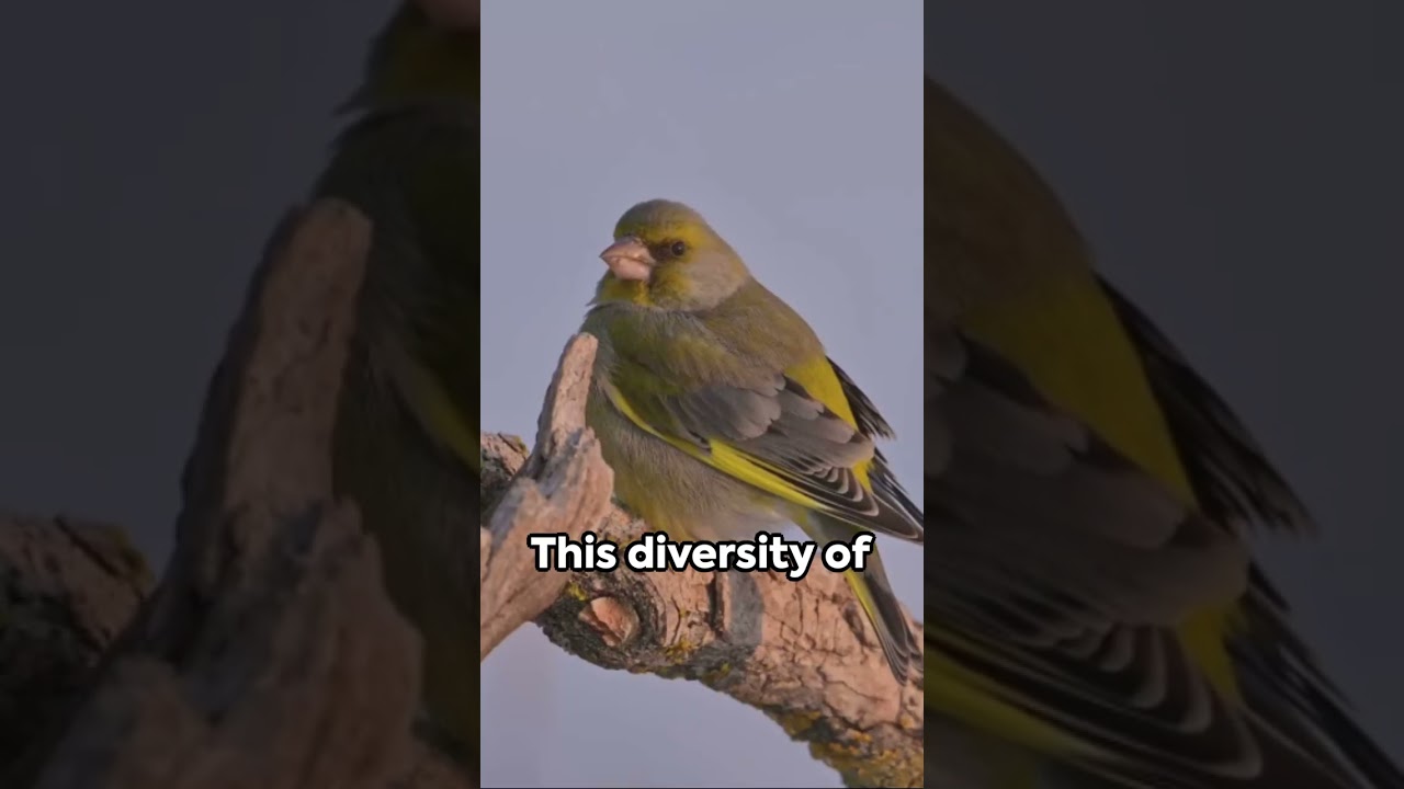 Adaptive Radiation: Evolution unfolding