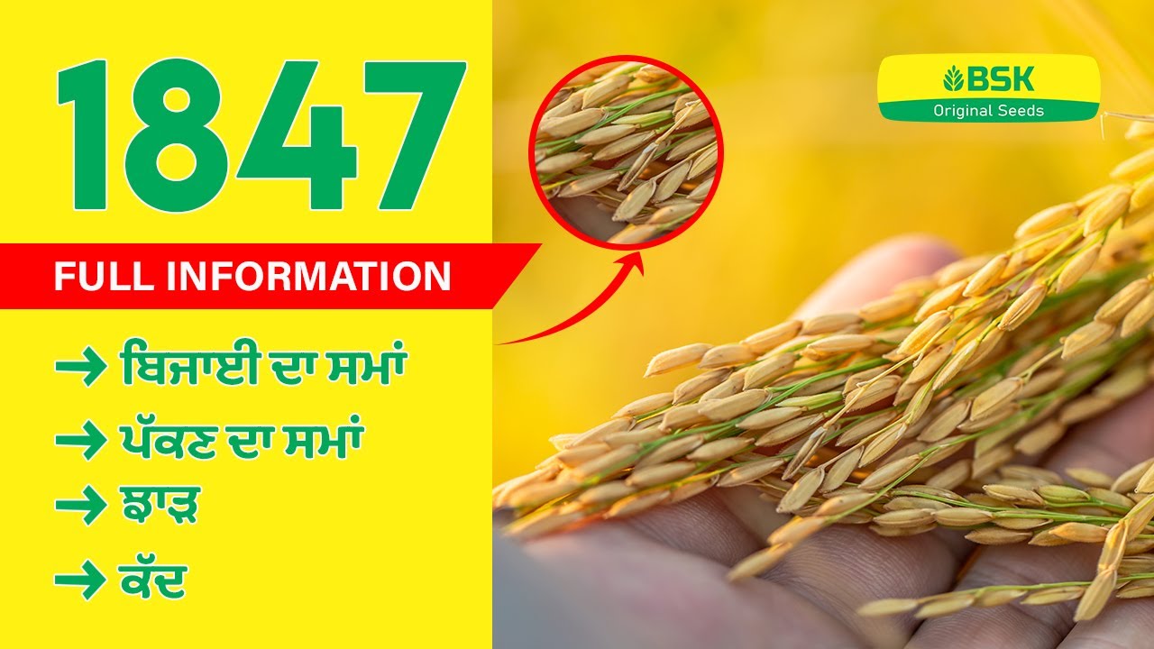 Pusa Basmati 1847 details |  Rice seeds | Basmati rice variety | top paddy |high yield rice variety