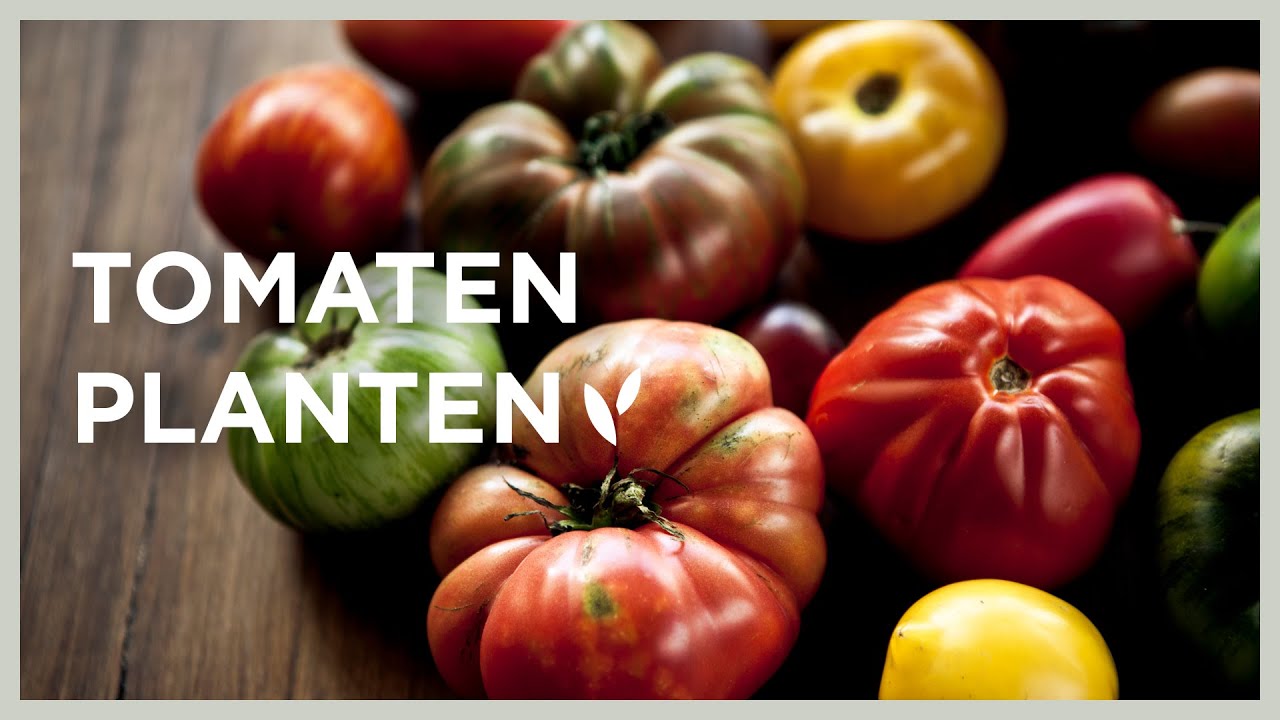 Tomaten planten na de ijsheiligen: serre of buiten? I De beste tomatentips I Angelo Dorny