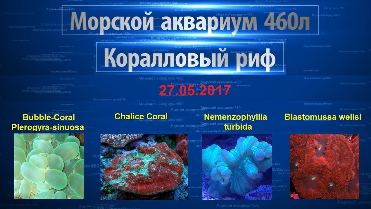 Морской риф 460л - Blastomussa wellsi, Plerogyra, Nemenzophyllia turbida, Chalice