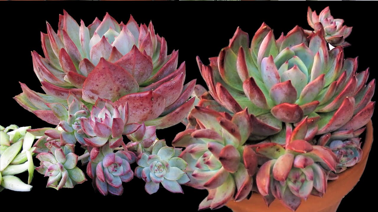 How to propagate Echeveria Colorata | Growing Succulents w/ LizK