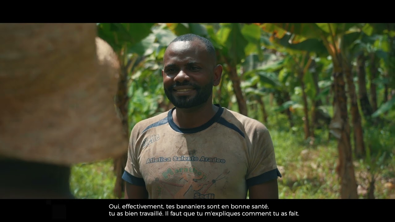 Le charançon noir : un bioagresseur important des bananiers à Mayotte (RITA MahoSinza - CIRAD)