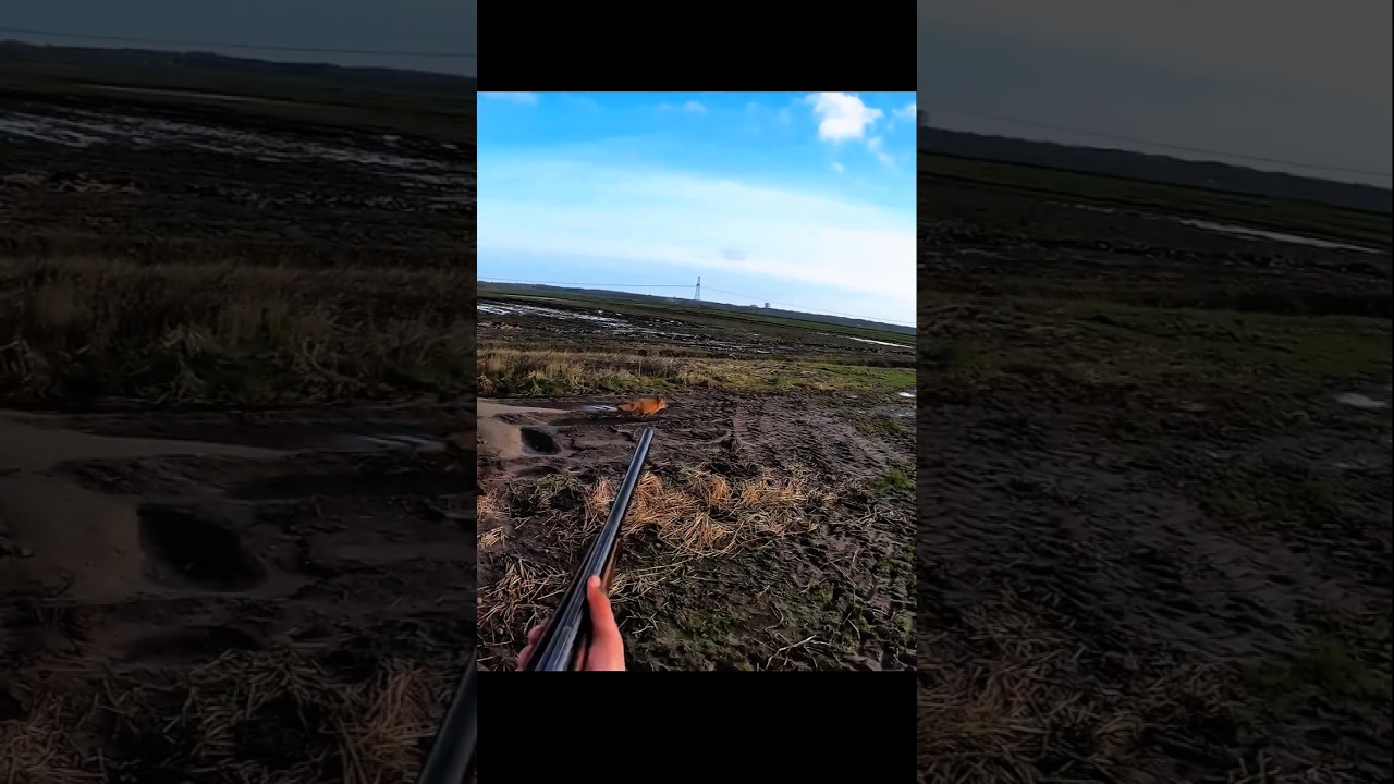 Ultimate Rabbit Hunting Adventure in the Wild#RabbitHunt#HuntingSeason#RabbitHunting