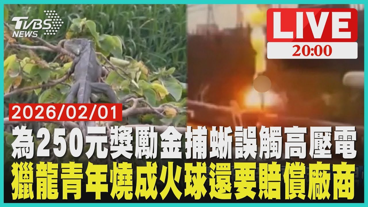 【LIVE】為250元獎勵金抓綠鬣蜥誤觸高壓電纜  22歲獵龍青年燒成火球還要賠停電廠商｜20260201