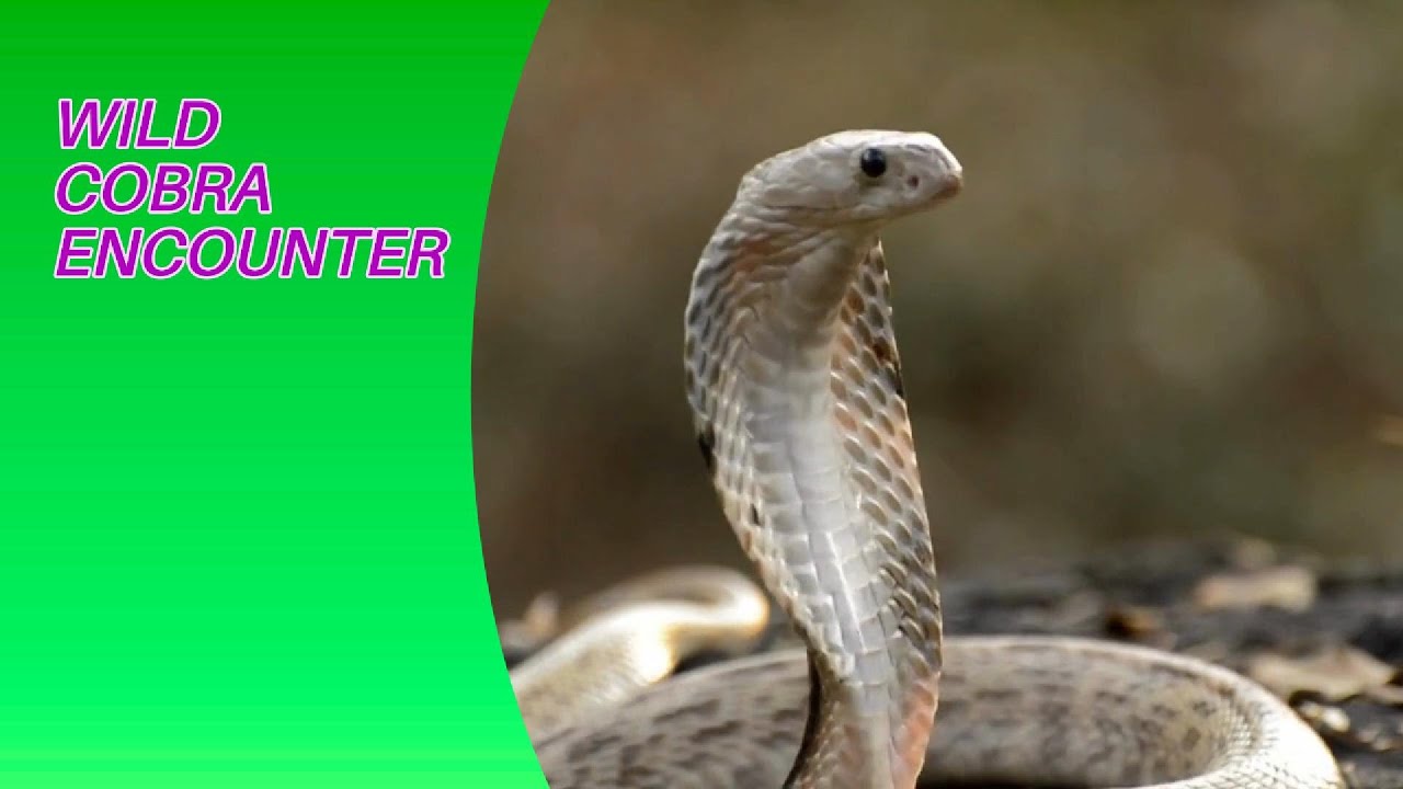 WILD   COBRA   ENCOUNTER