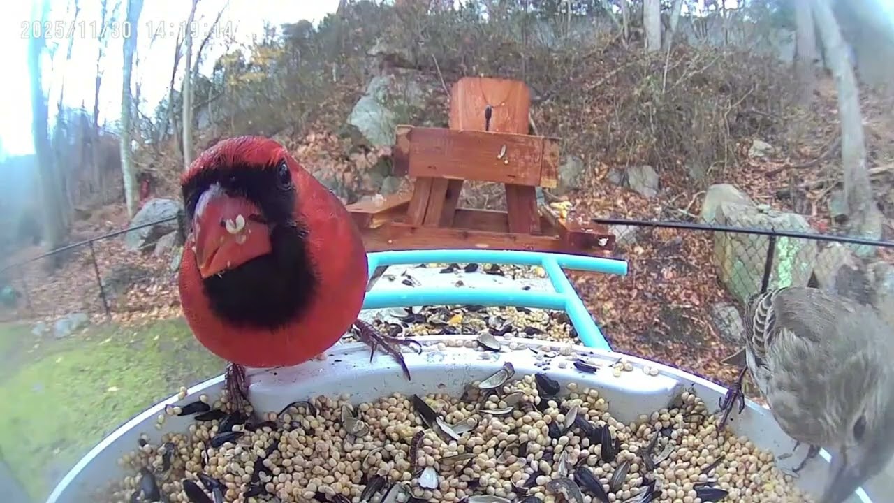 45 Minutes of Chill Vibes and Chiller Birds