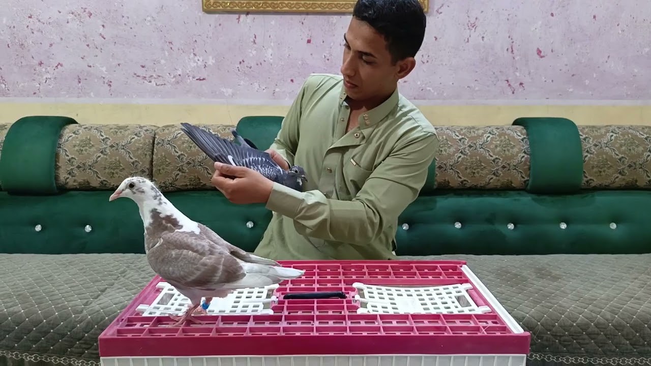 يوميات السيد نعيم الحسني بابل مسيب . ‏‪07853349188‬‏