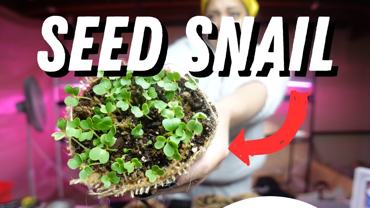 Seed Snail | NEW Seed Starting Method