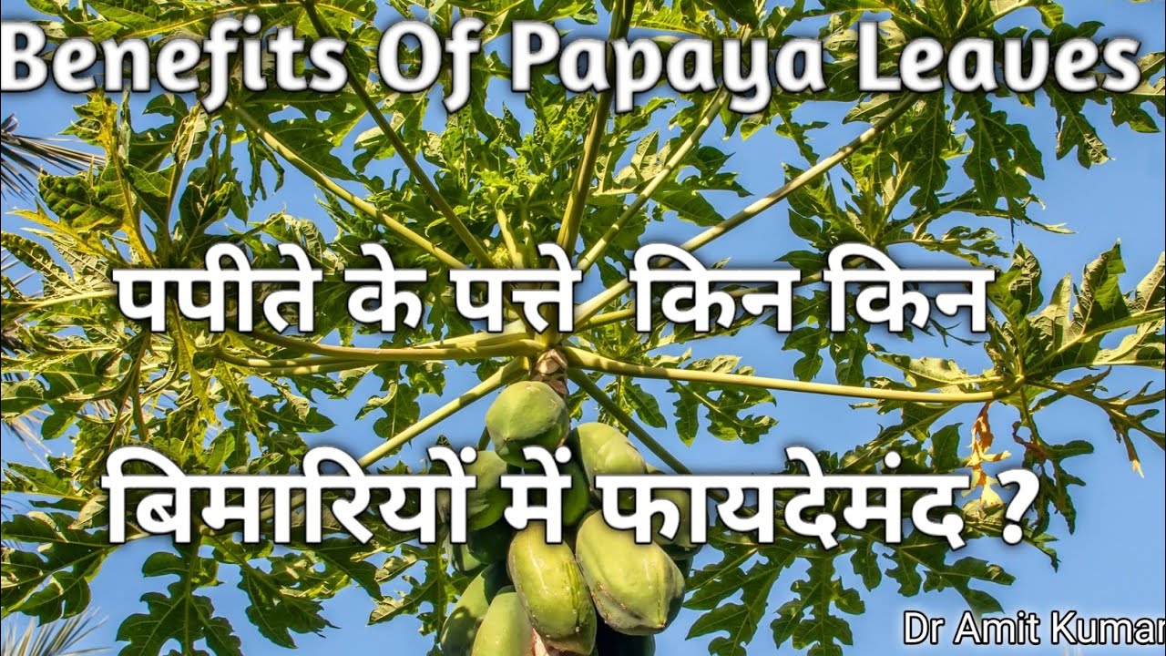 Benefits Of Papaya Leaves | पपीते के पत्ते  किन किन बिमारियों में फायदेमंद ? पपीते के पत्ते के फायदे