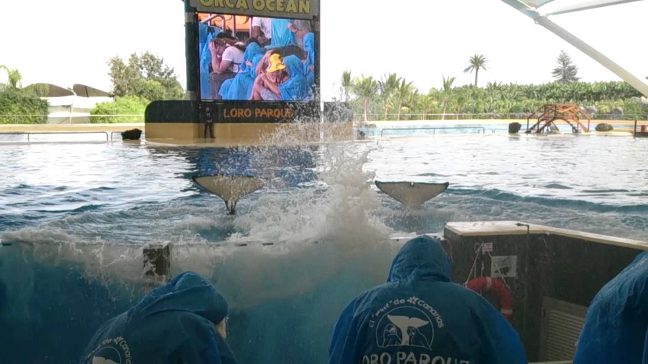 Loro Parque Orca Show Tenerife Splash Zona