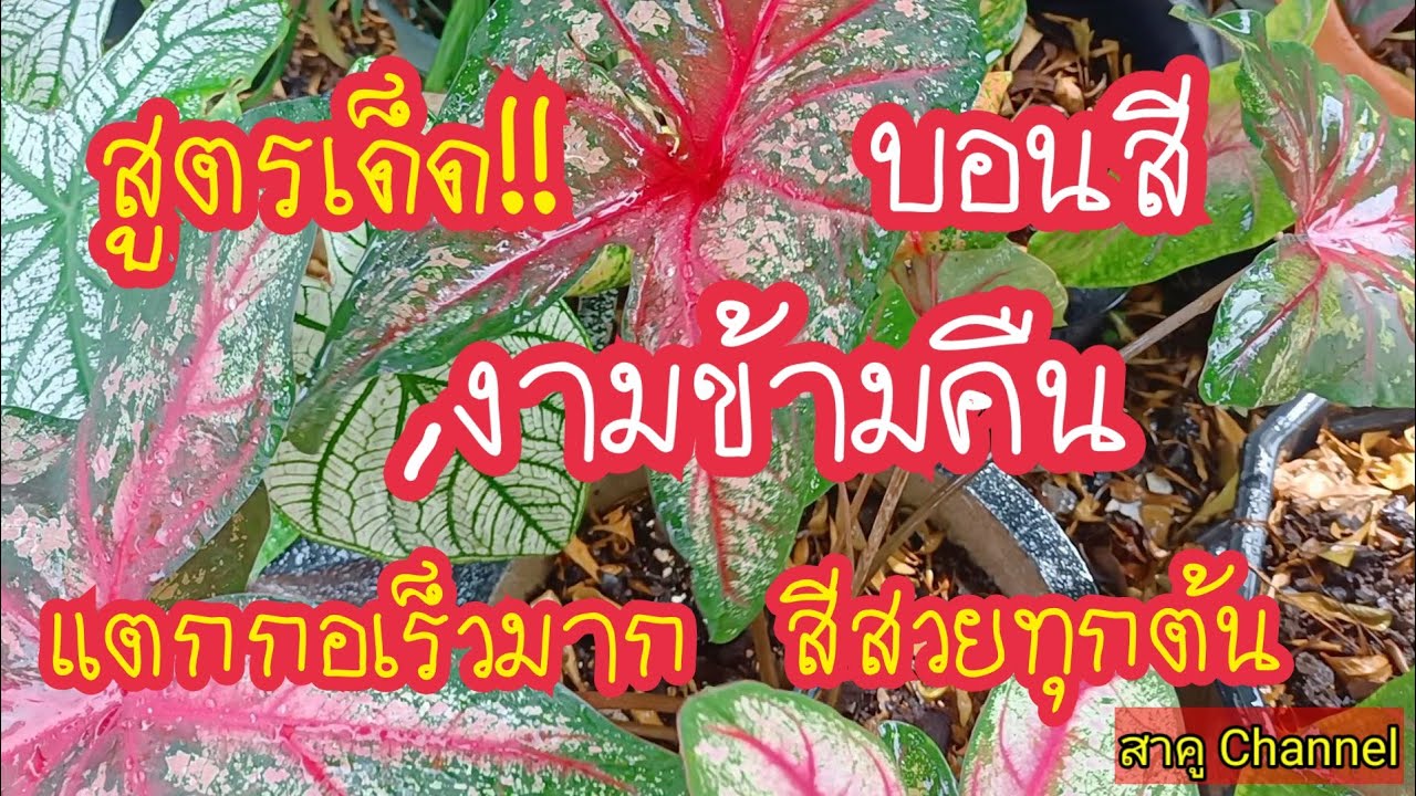 เจอแล้ว!! สูตรเด็ด บอนสีงามข้ามคืน/วิธีทําให้บอนสีแตกยอดใหม่เร็ว กอใหญ่สีสวย​ สาคู Channel byแม่จิ๋ม