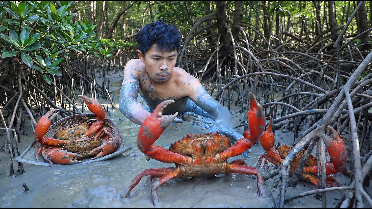 Many crabs in the mud - life in jungle