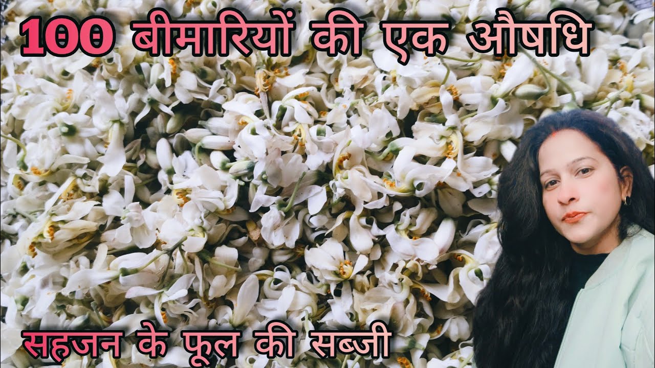 औषधि से भरपूर है सहजन। बी पी, शुगर, बाल झड़ना,पेट की समस्या सब होगी दूर।sahjan kphool ki recipe 