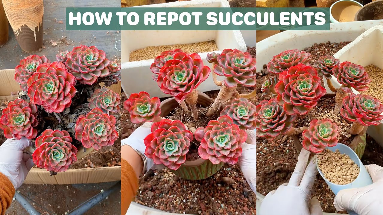 How to Repot Succulents Step by Step | 多肉植物| 다육이들 | Suculentas