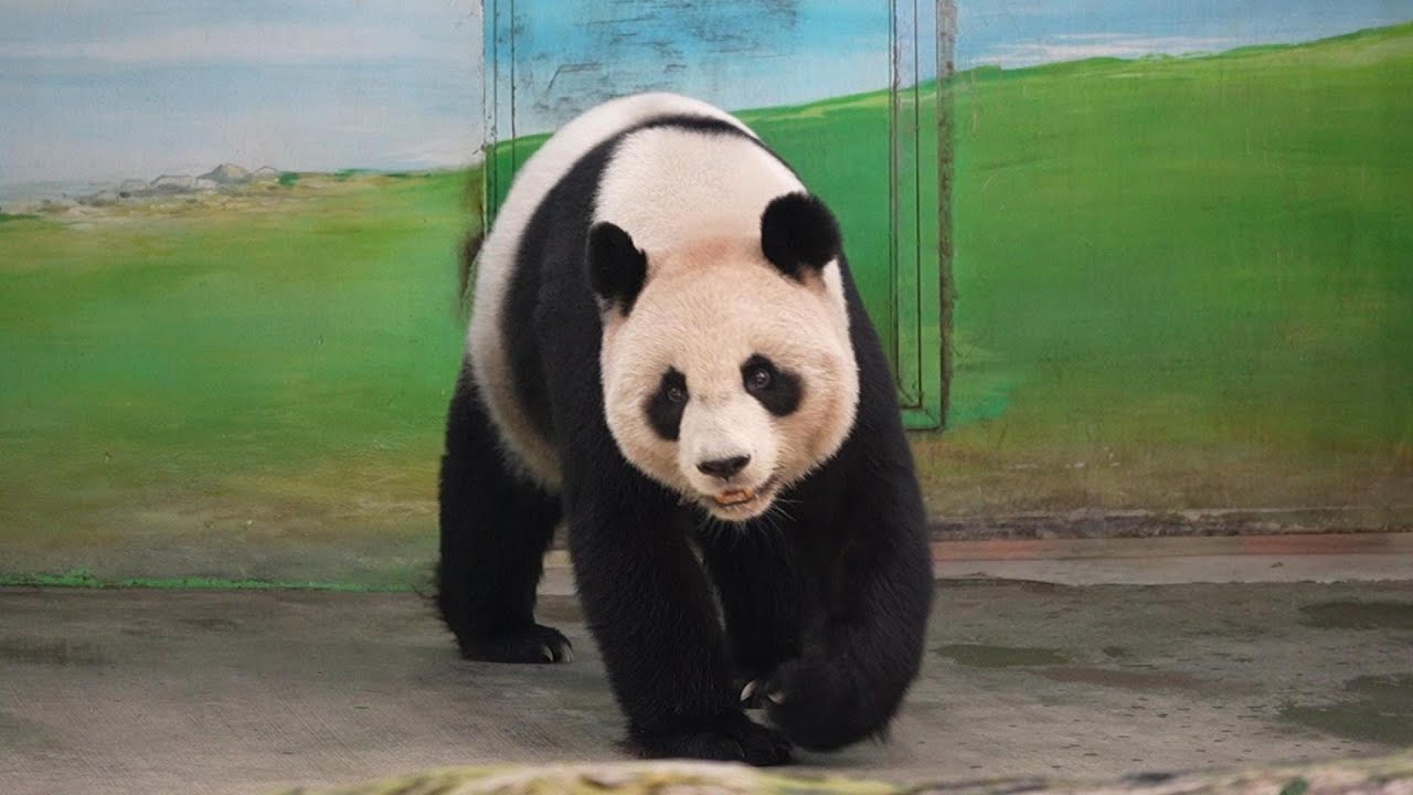 保育員姐姐吹哨子 圓圓就來上課囉 20260114