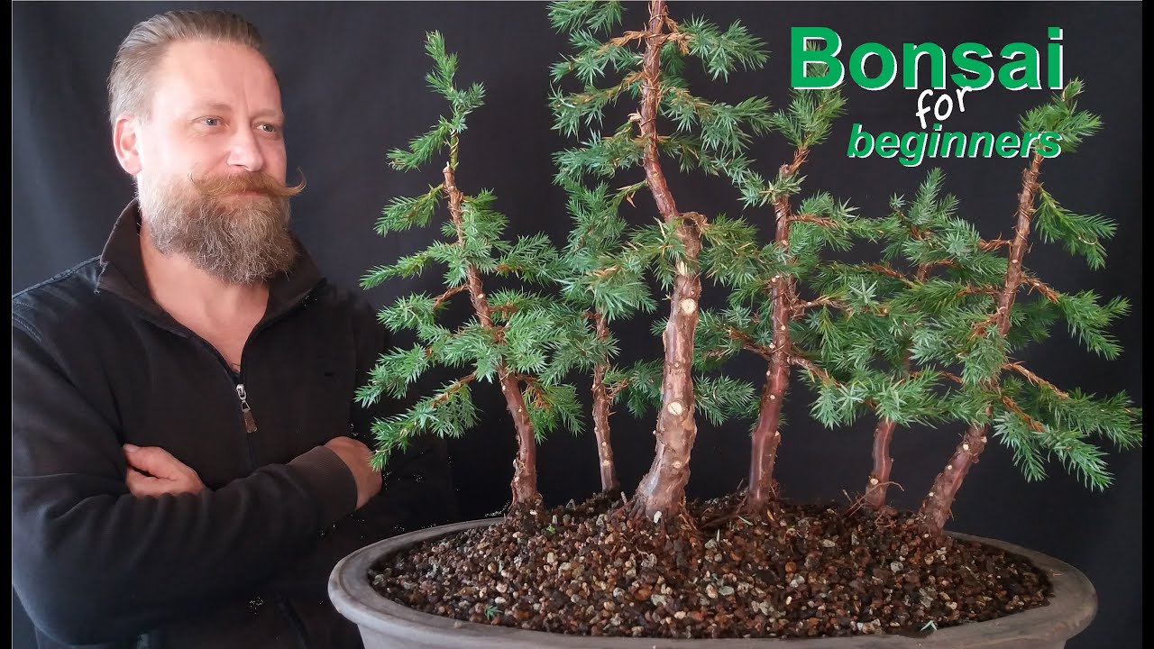 Wie gestaltet man einen Bonsai: Grundform- Waldgestaltung