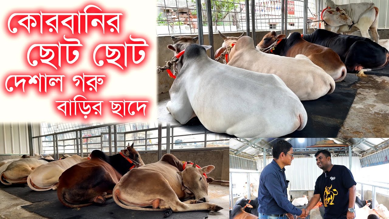 বাড়ির ছাদে ছোট,মাঝারি কোরবানির গরু | Evoke Agro | ছাদে গরু পালন এর বিস্তারিত #cow_price_2023