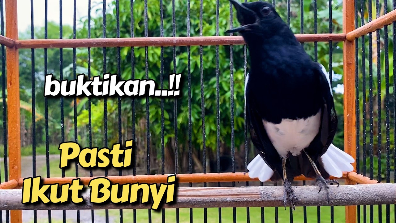 Kacer FULL emosi gacor pasti bikin ikut bunyi