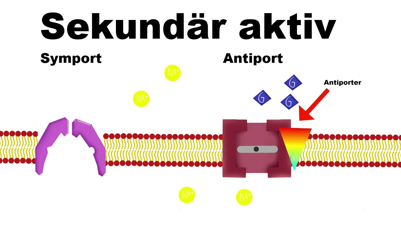 Bio erklärvideo| Transportvorgänge durch die biomembran(AKTIV und PASSIV)