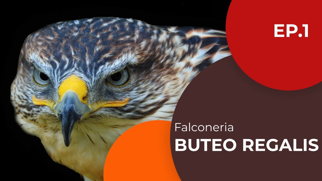 Buteo regalis - Poiana ferruginosa - Falconeria ep. 1 - Sottotitolato
