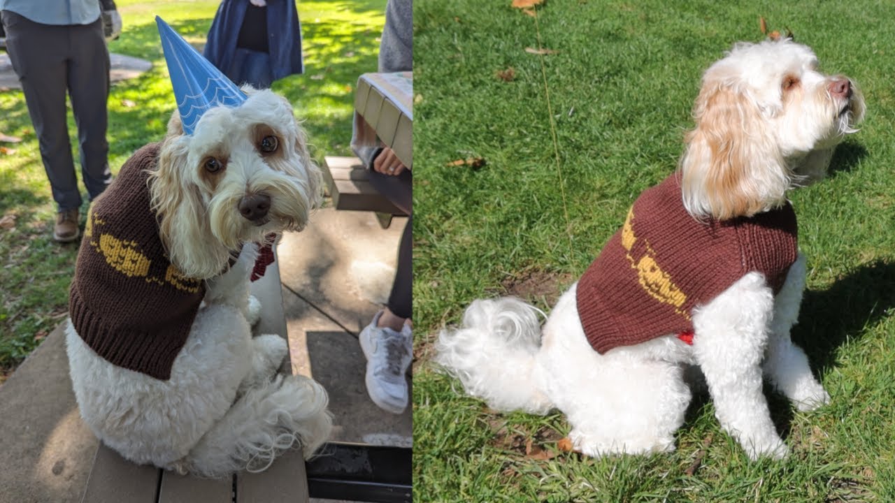 Fair isle dog sweater | Machine knitting tutorial