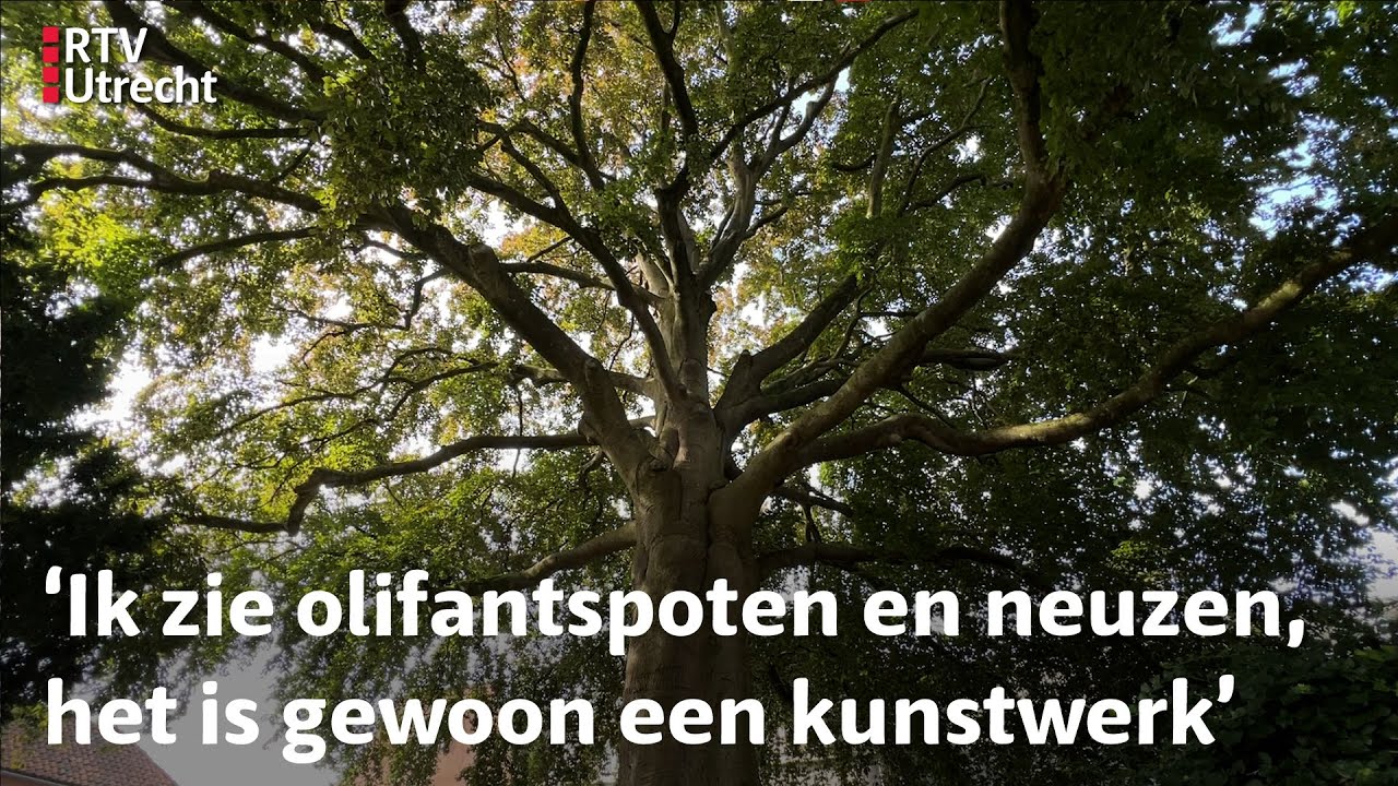 IJsselsteinse rode beuk kan boom van het jaar worden: 'De boom geeft me energie' | RTV Utrecht