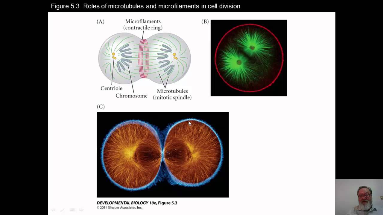 Snails and Nematodes