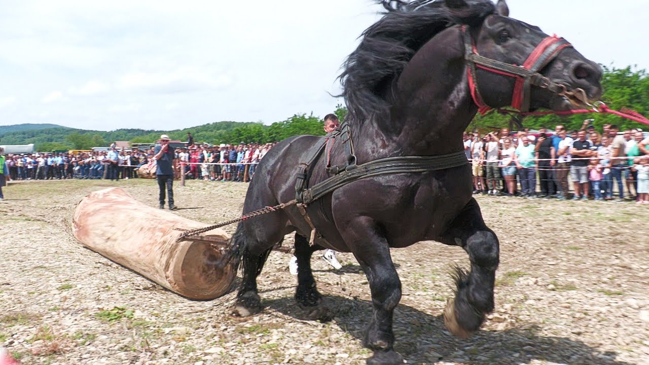 Cai de tracțiune proba de simplu Marginea - Bucovina 23 Iunie 2024