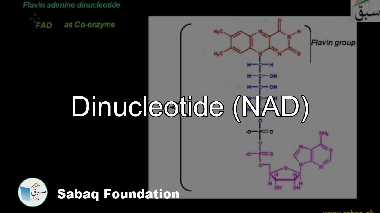 Dinucleotide (NAD), Biology Lecture | Sabaq.pk