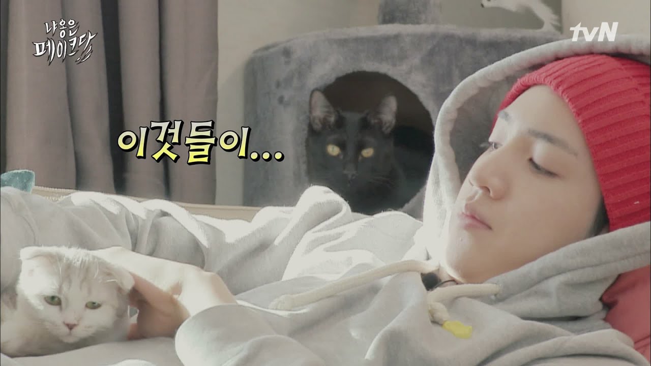 집사 너네.. 일부러 못 본척 하는거야? 봉달이 너무 서럽다!!!! | 냐옹은 페이크다 Decoding Meow EP.3