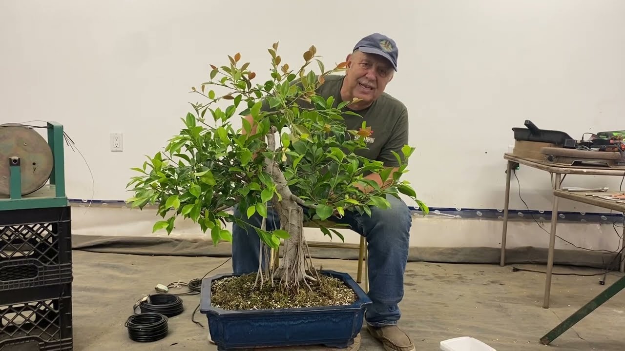 Restyling a Ficus bonsai with fantastic aerial roots