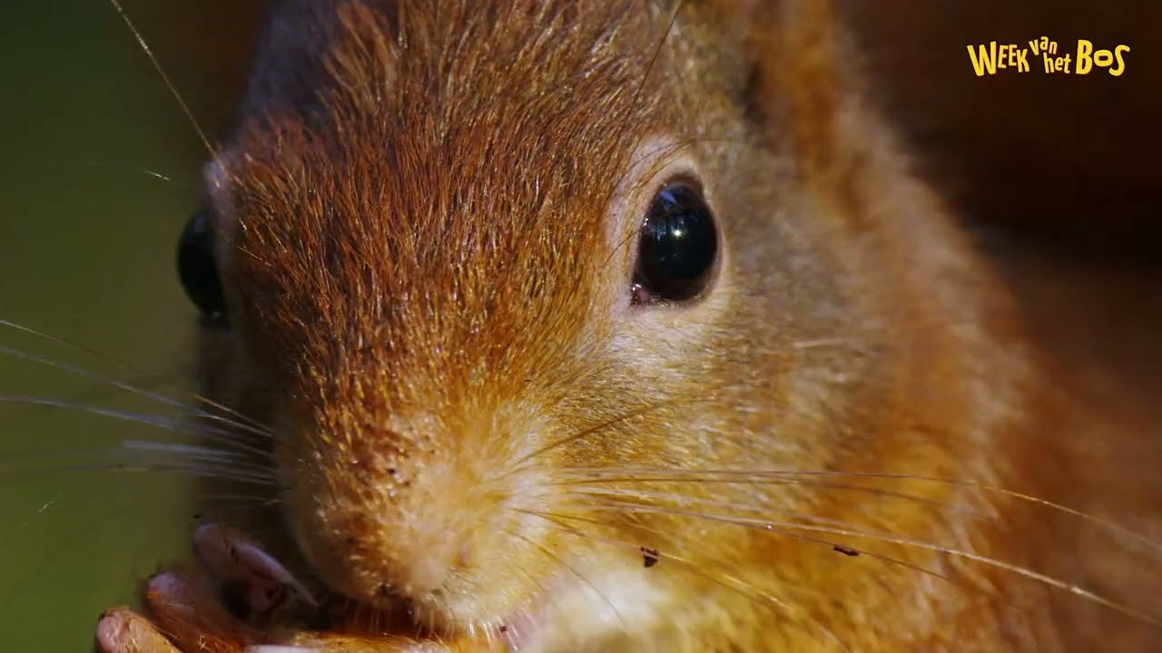 Week van het Bos - Onze Natuur | Lager