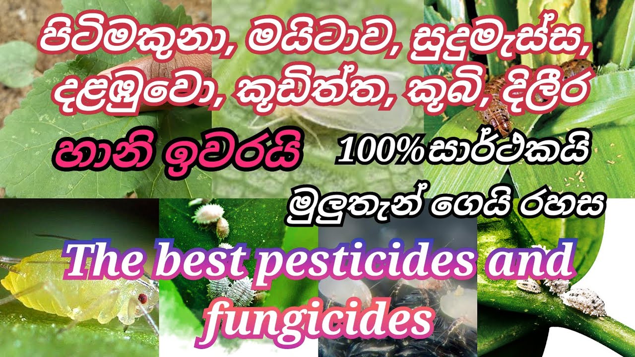 Best organic pesticides and fungicide / paliboda ha dilira nasakaya