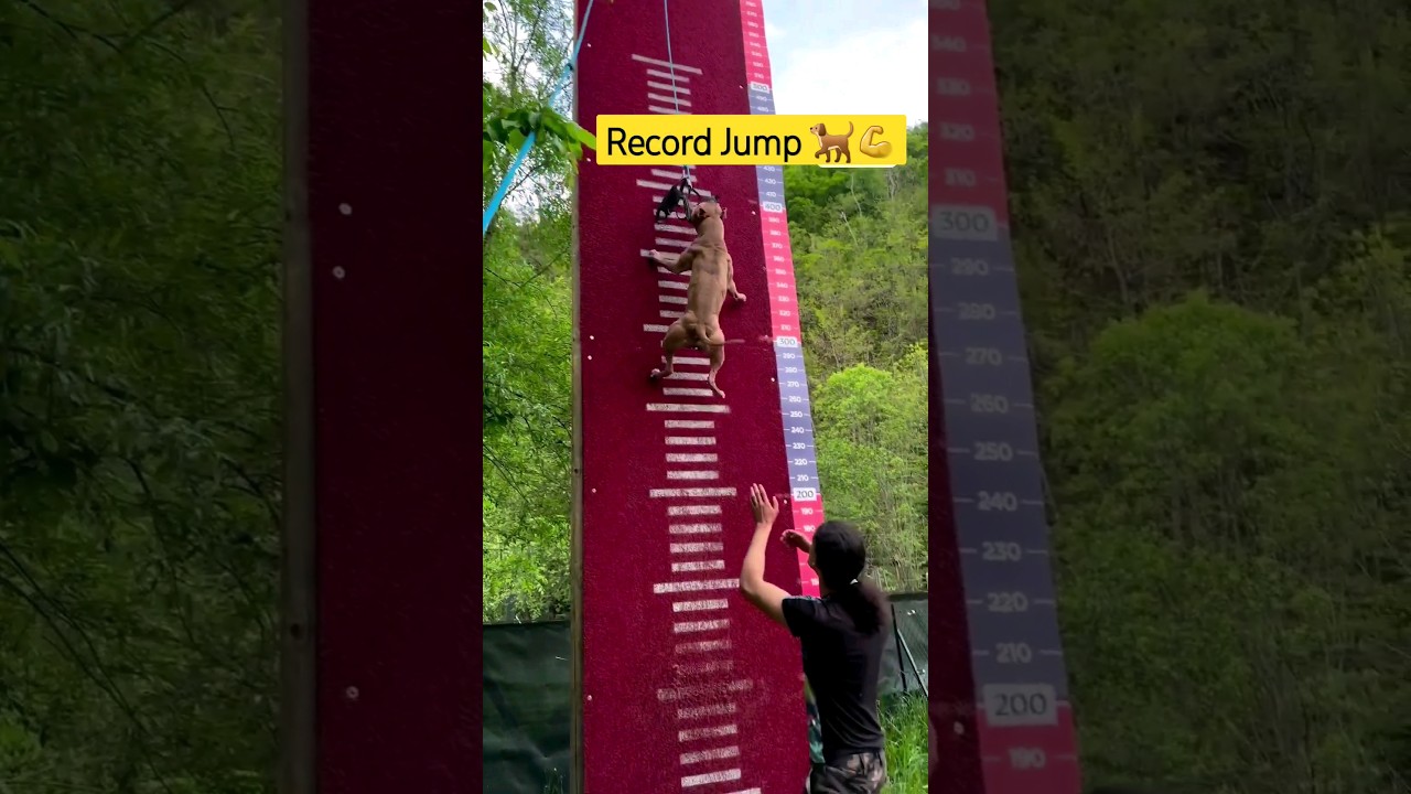 Jump record pitbull ||🐕💪|| high Jump record|| 