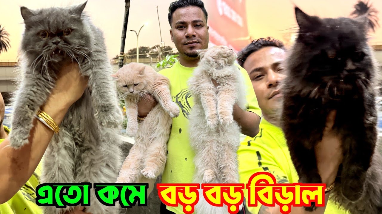 Persian Cat Price in Kolkata. Cat Market in Kolkata. Kolkata Cat Market.