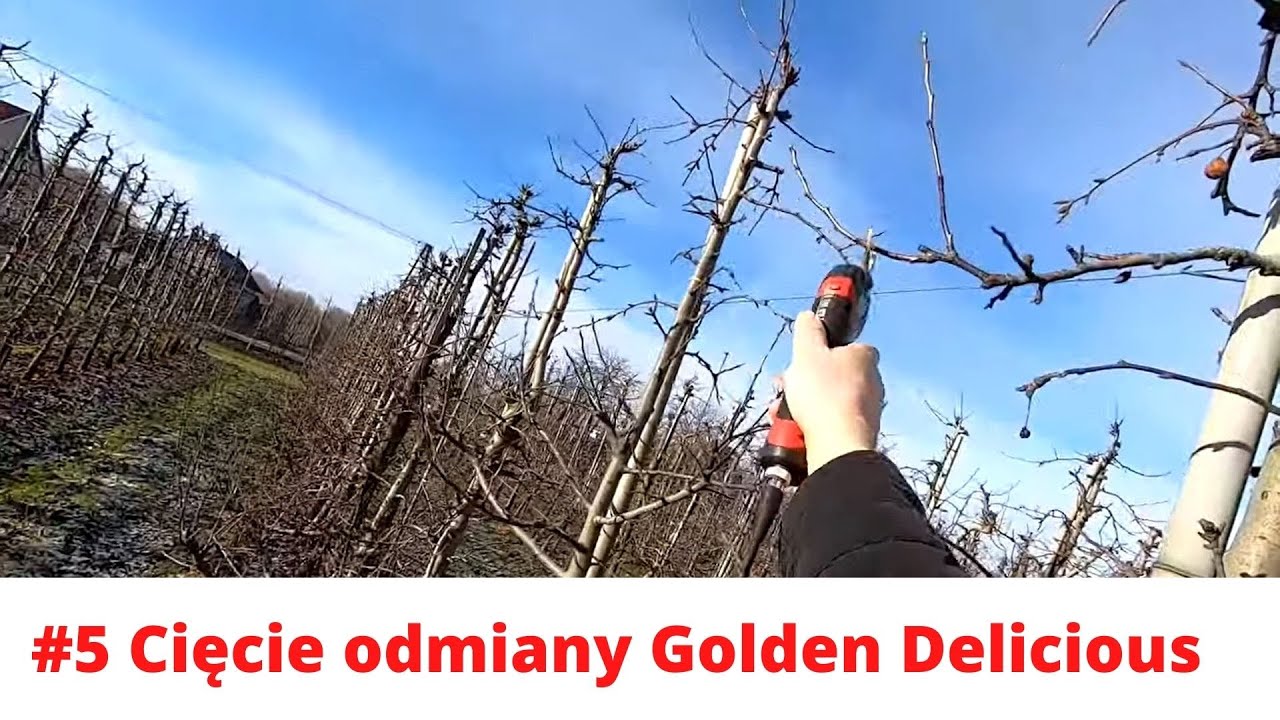 #5 Cięcie zimowe odmiany Golden Delicious - Praktycznie o sadownictwie, 25.01.2022
