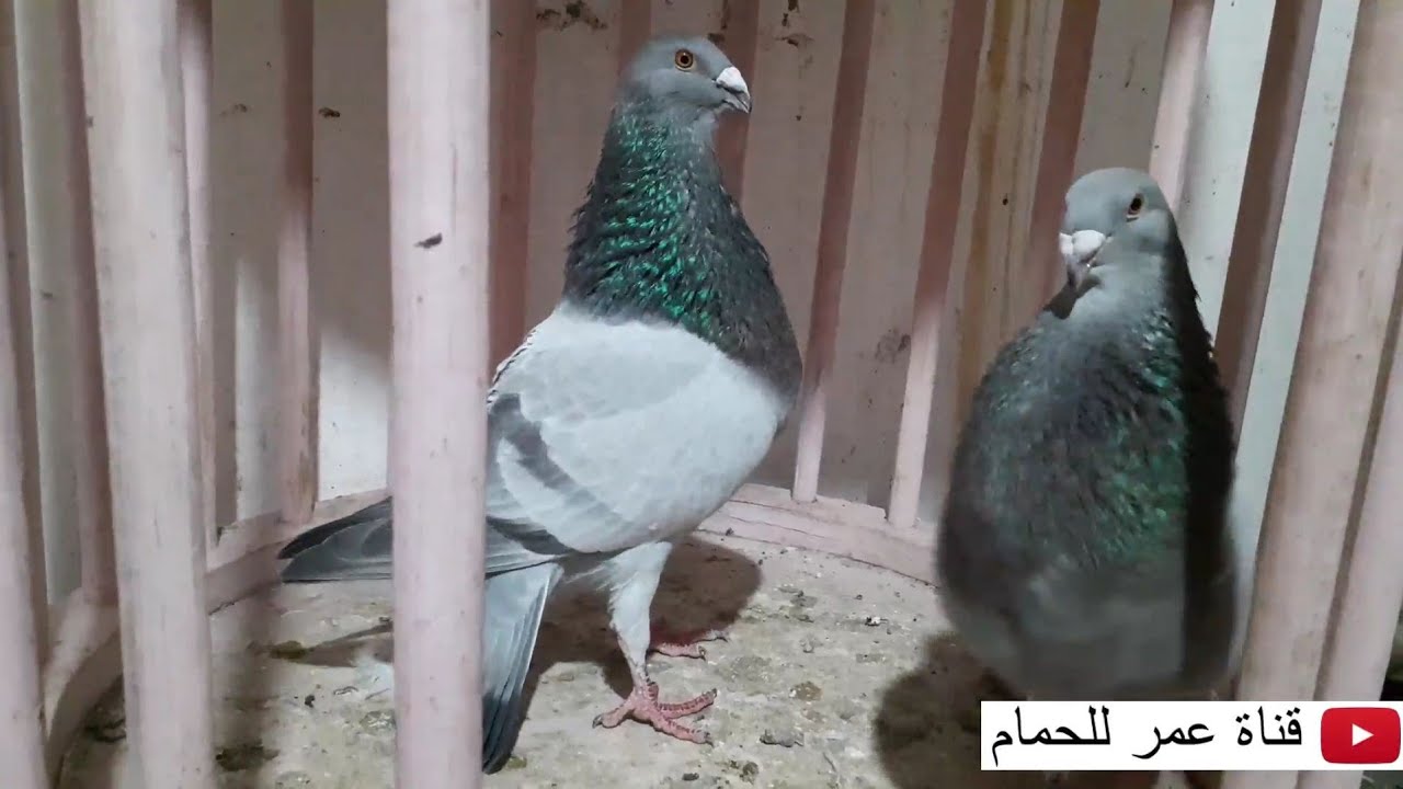 توليعة في الحمام الخنيسي عند عبدالله مربي الحمام في طنجة💯(3)