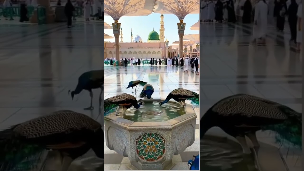 Status Video - Amar Piyara Mustafa Nabi Salle Aala - Sahil Raza Qadri