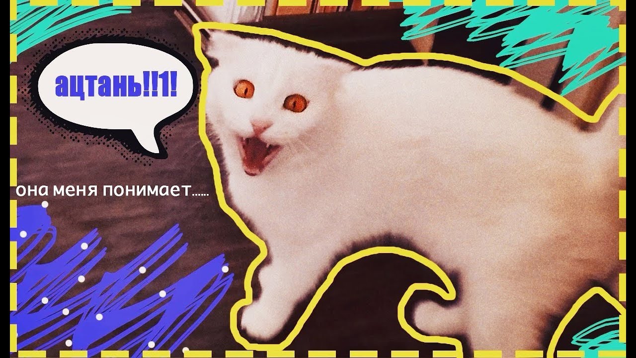 ОБЩАЮСЬ С КОШКОЙ ЧЕРЕЗ КОШАЧИЙ ПЕРЕВОДЧИК