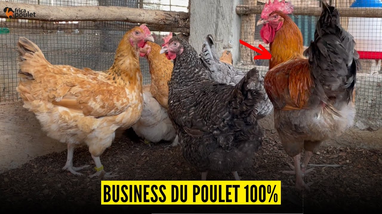 (Poulet Local En Afrique) Coach Emmanuel AGRONOME est en direct !