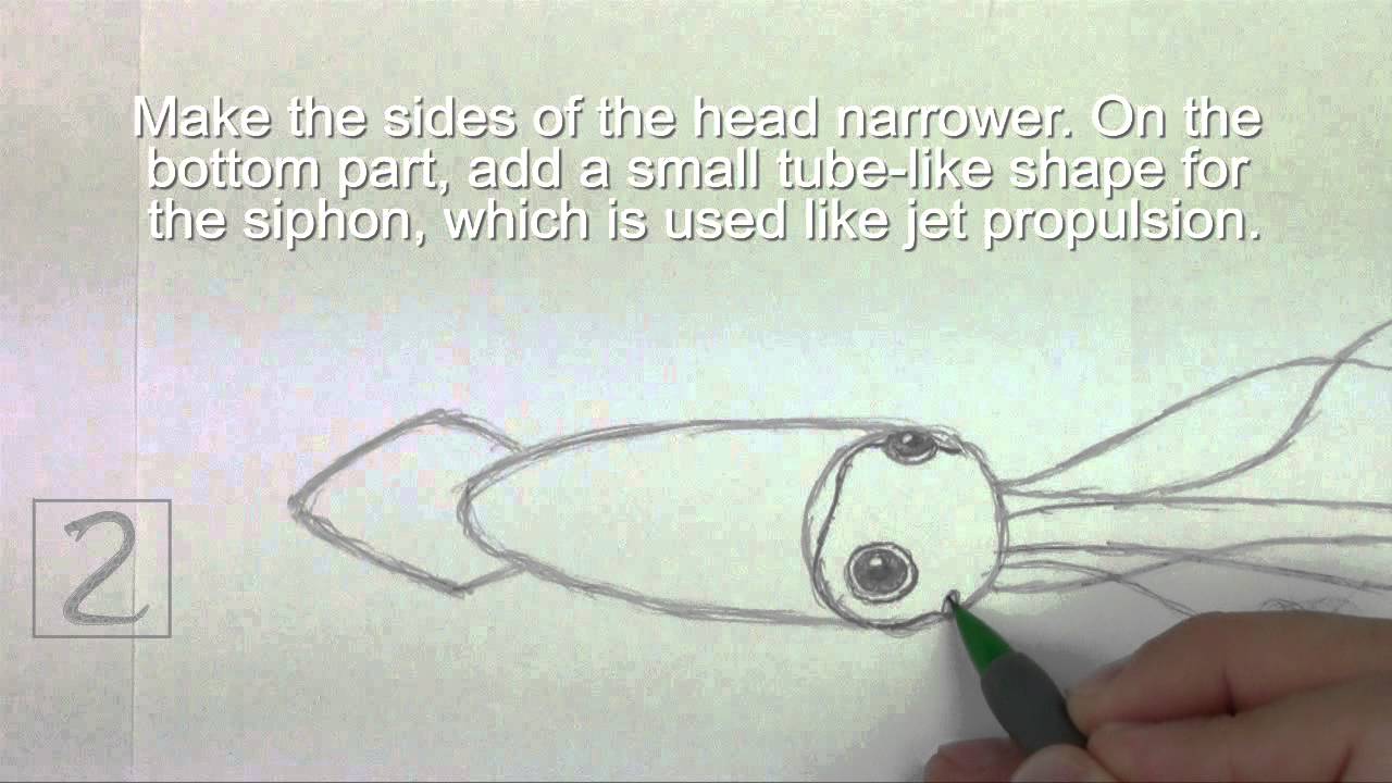 How to Draw a Squid