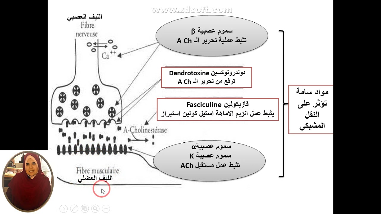 العرض 10 افكار تبنى عليها التمارين في النقل المشبكي مواقع تاثير السموم